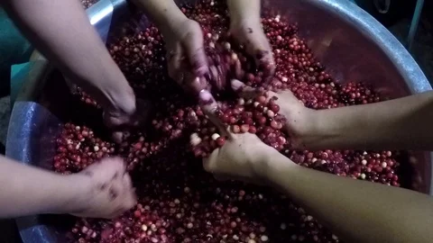 Bignay home wine processing many hands mashing and crushing of fruit Stock Footage 91299530