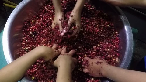 Bignay home wine processing many hands mashing and crushing of fruit Stock Footage 91299602