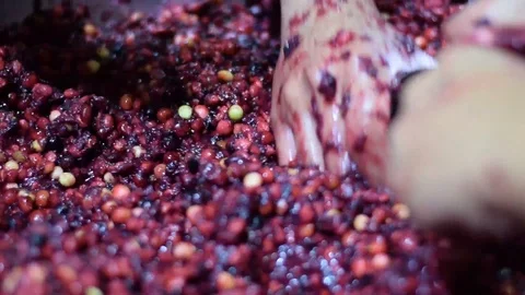 Bignay home wine processing many hands mashing and crushing of fruit Stock Footage 91299936