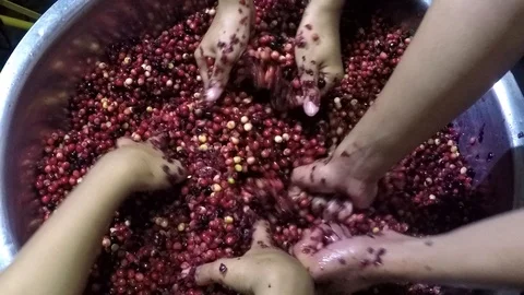 Bignay home wine processing many hands mashing and crushing of fruit Stock Footage 91299956
