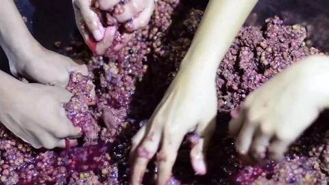 Bignay home wine processing many hands crushing, mashing and squeezing of fruit Stock Footage 92306074