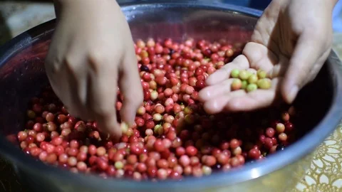 Bignay home wine processing picking out unwanted unripe green fruit Stock Footage 91185062