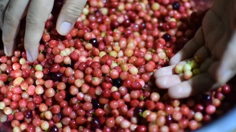 Bignay home wine processing picking out unwanted unripe green fruit Stock Footage 91185076