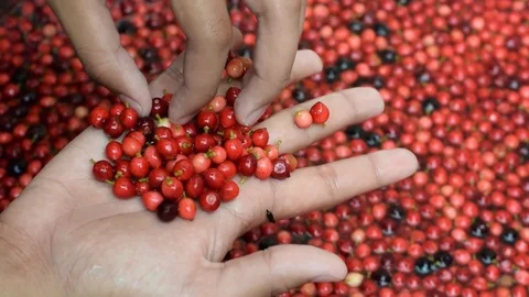Bignay home wine processing picking out unwanted unripe green fruit Stock Footage 91185089