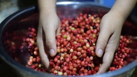 Bignay home wine processing picking out unwanted unripe green fruit Stock Footage 91185125