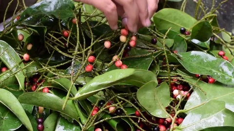 Bignay  home wine processing removing fruit from their stem Stock Footage 91298946
