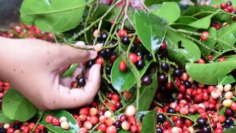 Bignay  home wine processing removing fruit from their stem Stock Footage 91298961