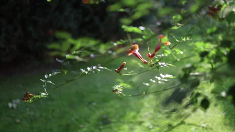 Bignone flower in the background of the garden. Stock Footage 283462210