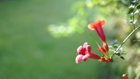 Bignone flower garden background. Stock Footage 283473017