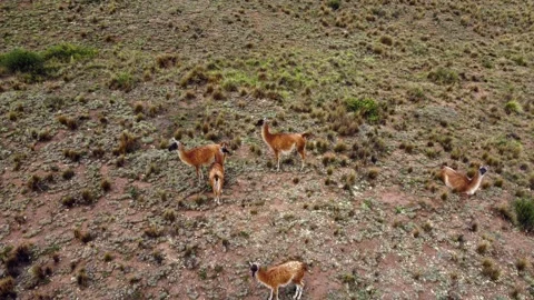 Bigogna Video stock 245449270