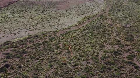 Bigogna Video stock 245460908