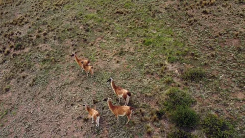 Bigogna Stock Footage 245481070