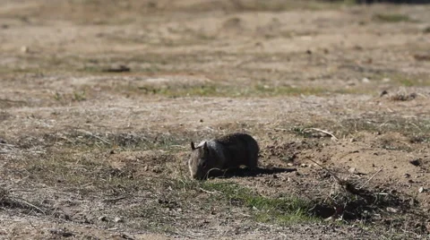 BigSur Ground Squirrel Stockbeeldmateriaal 48237524