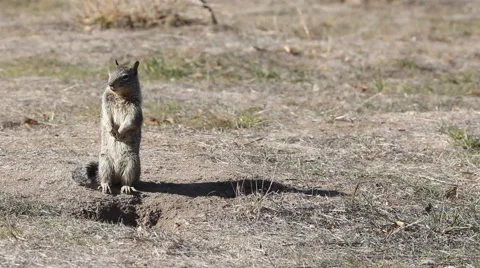 BigSur Ground Squirrel Stockbeeldmateriaal 48237654