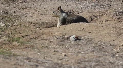 BigSur Ground Squirrel Stockbeeldmateriaal 48237935
