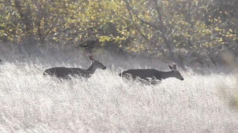 BigSur Mule Deer Walking in grass Stock Footage