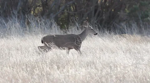 BigSur Mule Deer Walking in grass Stockbeeldmateriaal 48237457