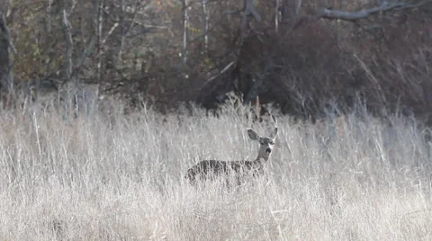BigSur MuleDeer Walking in grass Stockbeeldmateriaal 48237741