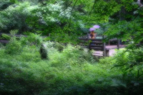 Bijarim Forest Foto stock