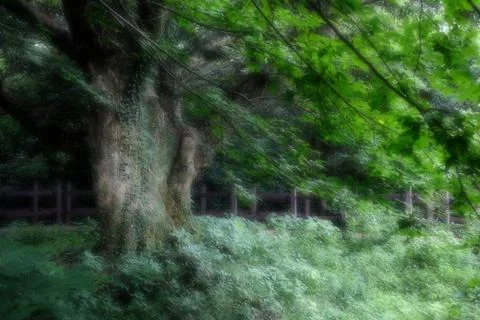 Bijarim Forest Foto stock