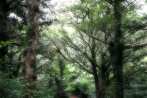 Bijarim Forest Foto stock