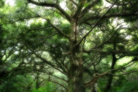 Bijarim Forest Foto stock