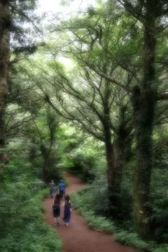 Bijarim Forest Stock Photos