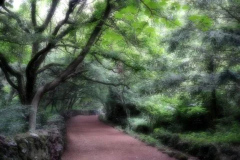 Bijarim Forest Foto stock