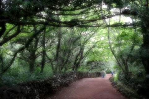 Bijarim Forest 스톡 사진