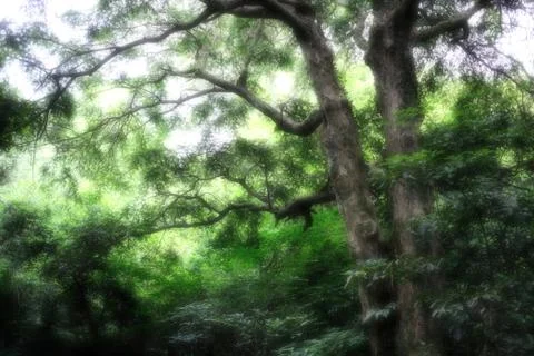 Bijarim Forest Stock-Fotos