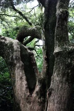 Bijarim Forest Foto stock