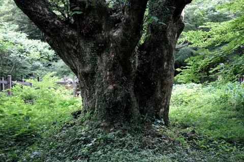 Bijarim Forest Foto stock