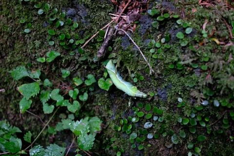 Bijarim Forest Stock Photos