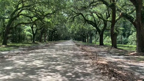 Bike down Lined Oak Road UHD Stock Footage 178968966