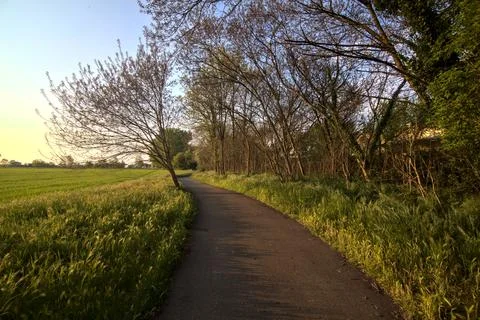 Bike path bordered by a field in spring at sunset Stock Photos