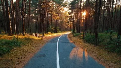 Bike path in the forest Stockfoto's