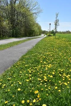 The bike path in spring Stock Photos