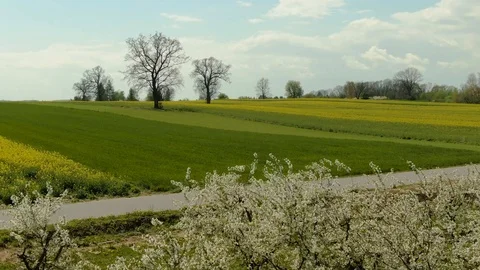 Bike Riders on in Spring Countryside Road With Flowering Apple Trees Stock Footage 107273353