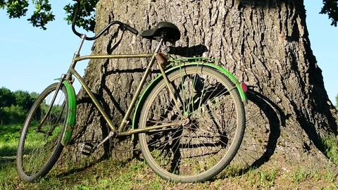 Bike at the trunk of an oak Stock Footage 110834521