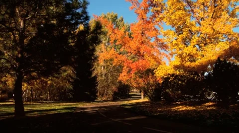 Biker and dog Stock Footage 1039241
