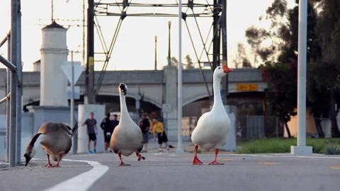 Biker Geese On Trail Exercise Path HD Stock Footage 314973737