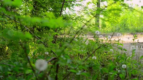 Biker on pathway in forest Stock Footage 23911551