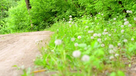 Biker on pathway in forest Stock Footage 23911633