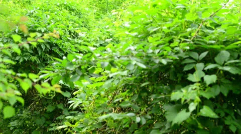 Biker on pathway in forest Stock Footage 23911686
