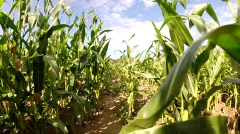 Biker ride thru cornfield Stock Footage 40618159