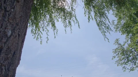 The biker stops near the tree. Stock-Footage 97053300