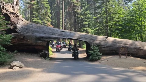 Bikers groups is driving through Tunnel Log. Sequoia National Park, California Stock Footage 287576371