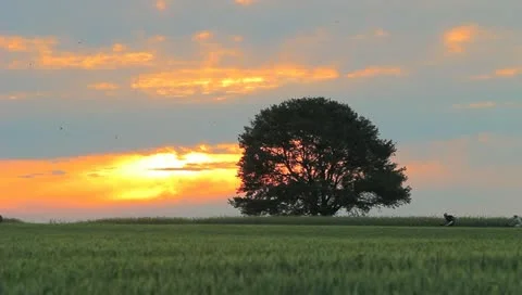 The bikers on the path in the field with lonely tree Stock-Footage 11154623