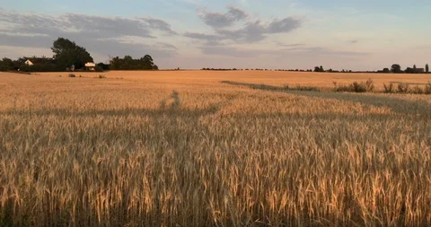 Biking next to a field in the sunset Stock Footage 93356469