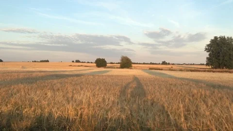 Biking next to a field in the sunset Stock Footage 93356527
